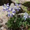 Rocky Mountain Columbine -Cheap Plant & Flowers Store aquilegia coerulea 1 1