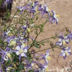Rocky Mountain Columbine -Cheap Plant & Flowers Store aquilegia coerulea 3 1