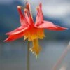 Arizona Columbine -Cheap Plant & Flowers Store aquilegia desertorum 1