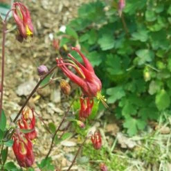 Little Lanterns Columbine -Cheap Plant & Flowers Store aquilegia little lanterns cropped 5 1