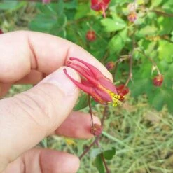 Little Lanterns Columbine -Cheap Plant & Flowers Store aquilegia little lanterns cropped close up 1 1