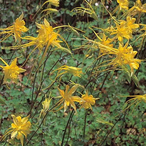 Swallowtail® Columbine 3 Swallowtail® Columbine