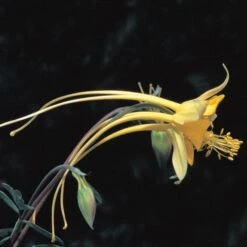 Swallowtail® Columbine 8 Swallowtail® Columbine -Cheap Plant & Flowers Store aquilegia species swallowtail 20822 2 web 1