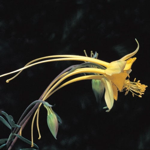 Swallowtail® Columbine 5 Swallowtail® Columbine - Image 3