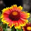 Arizona Sun Gaillardia 2 Arizona Sun Gaillardia -Cheap Plant & Flowers Store arizona sun gaillardia 1 2
