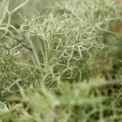 Seafoam Artemisia -Cheap Plant & Flowers Store artemisia versicolor seafoam