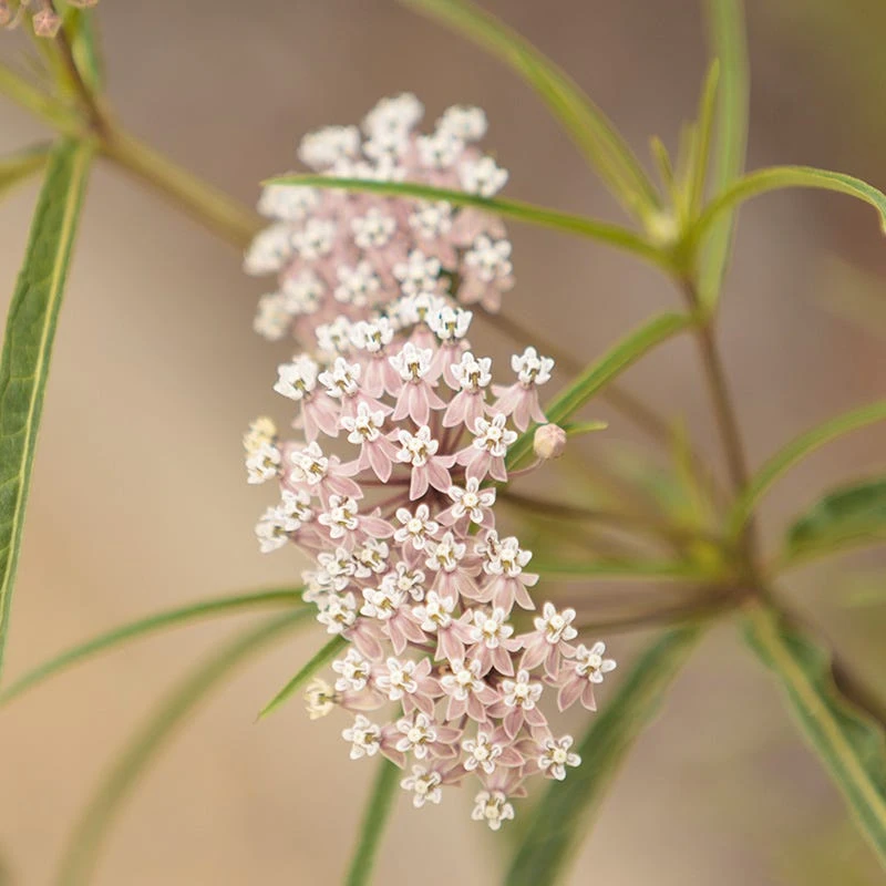 California Narrow Leaf Milkweed 4 California Narrow Leaf Milkweed - Image 2