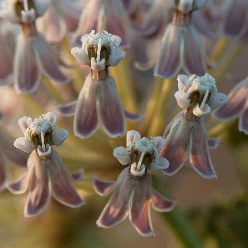 California Narrow Leaf Milkweed 7 California Narrow Leaf Milkweed - Image 5