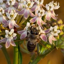 California Narrow Leaf Milkweed 14 California Narrow Leaf Milkweed -Cheap Plant & Flowers Store asclepias fascicularis santa monica trails council 3 cropped