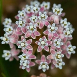 California Narrow Leaf Milkweed 11 California Narrow Leaf Milkweed -Cheap Plant & Flowers Store asclepias fascicularis santa monica trails council 5 cropped