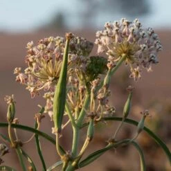 California Narrow Leaf Milkweed 15 California Narrow Leaf Milkweed -Cheap Plant & Flowers Store asclepias fascicularis santa monica trails council 6 cropped