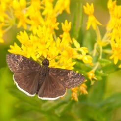 Hello Yellow Butterfly Weed 8 Hello Yellow Butterfly Weed -Cheap Plant & Flowers Store asclepias hello yellow milkweed blooms