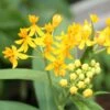 Hello Yellow Butterfly Weed -Cheap Plant & Flowers Store asclepias hello yellow milkweed