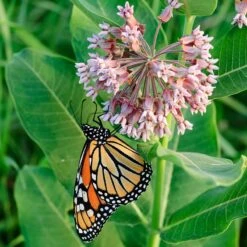 Common Milkweed -Cheap Plant & Flowers Store asclepias syriaca 1
