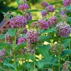 Common Milkweed -Cheap Plant & Flowers Store asclepias syriaca 3