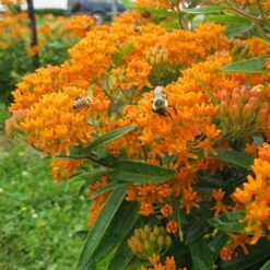 Butterfly Weed (Clay Form) 14 Butterfly Weed (Clay Form) -Cheap Plant & Flowers Store asclepias tuberosa butterfly weed 2 1