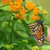 Butterfly Weed (Clay Form) 2 Butterfly Weed (Clay Form) -Cheap Plant & Flowers Store asclepias tuberosa monarch butterly hblbjxx