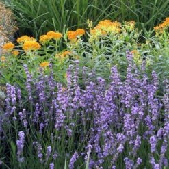 Sharon Roberts English Lavender 13 Sharon Roberts English Lavender -Cheap Plant & Flowers Store asclepias western gold mix lavandula angust sharon roberts 1
