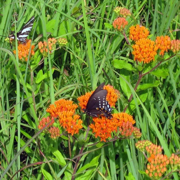 Butterfly Weed (Clay Form) 4 Butterfly Weed (Clay Form) - Image 2
