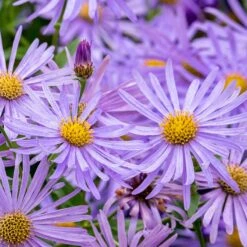 Monch Frikart's Aster 8 Monch Frikart's Aster -Cheap Plant & Flowers Store aster x frikartii m nch flower close up