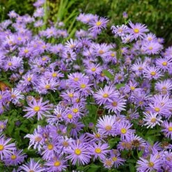 Monch Frikart's Aster 9 Monch Frikart's Aster -Cheap Plant & Flowers Store aster x frikartii m nch flowers garden