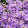 Monch Frikart's Aster -Cheap Plant & Flowers Store aster x frikartii m nch garden