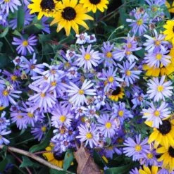 Bluebird Smooth Aster -Cheap Plant & Flowers Store aster bluebird with rudbeckia mt cuba closeup cropped