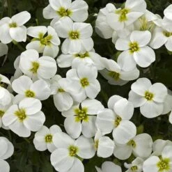 Axcentâ„¢ White Aubrieta