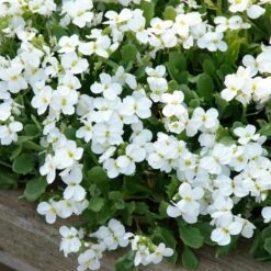 Axcent™ White Aubrieta -Cheap Plant & Flowers Store aubrieta axcent white 3