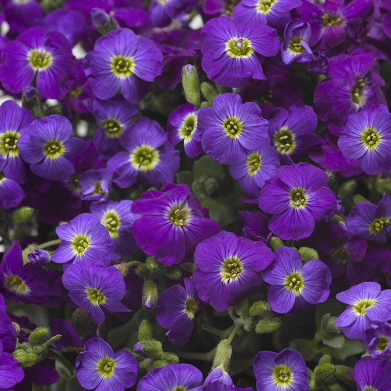 Axcent™ Deep Purple Aubrieta 2 Axcent™ Deep Purple Aubrieta