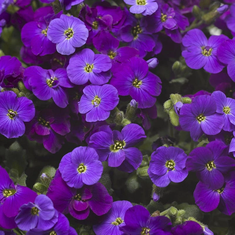 Axcent™ Deep Purple Aubrieta 3 Axcent™ Deep Purple Aubrieta - Image 2