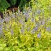 Aztec Gold Veronica -Cheap Plant & Flowers Store aztec gold veronica 1 2