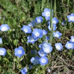 Alternative Lawn Wildflower Seed Mix 14 Alternative Lawn Wildflower Seed Mix -Cheap Plant & Flowers Store baby blue eyes 1