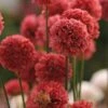 Ballerina Red Armeria 2 Ballerina Red Armeria -Cheap Plant & Flowers Store ballerina red armeria 1