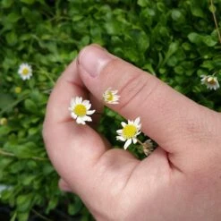 Miniature Mat Daisy (Bellium) -Cheap Plant & Flowers Store bellium minutum miniature