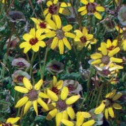 Mora County Chocolate Flower Mix (Berlandiera) -Cheap Plant & Flowers Store berlandiera chocolate flower 25391 1