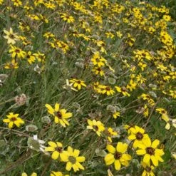 Mora County Chocolate Flower Mix (Berlandiera) -Cheap Plant & Flowers Store berlandiera lyrata david.winger cropped 2
