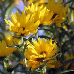 Santa Fe Maximilian's Sunflower (Helianthus) -Cheap Plant & Flowers Store betty griffith maximiliana sunfl