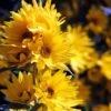 Santa Fe Maximilian's Sunflower (Helianthus) -Cheap Plant & Flowers Store betty griffith maximilliana sant