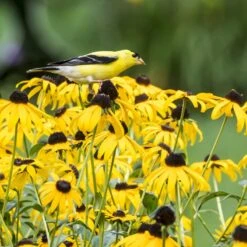 Goldsturm Black Eyed Susan -Cheap Plant & Flowers Store bird rudbeckia goldsturm web 2