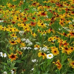 Dry Area Wildflower Seed Mix -Cheap Plant & Flowers Store black eyed susan gloriosa daisy yarrow