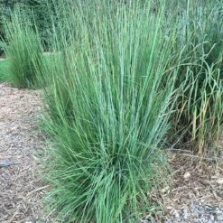 Blaze Little Bluestem Grass -Cheap Plant & Flowers Store blaze little bluestem credit hoffmannursery