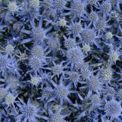 Blue Glitter Sea Holly (Eryngium) -Cheap Plant & Flowers Store blue glitter sea holly 2