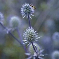 Blue Glitter Sea Holly (Eryngium) -Cheap Plant & Flowers Store blue glitter sea holly