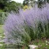 Blue Spires Russian Sage -Cheap Plant & Flowers Store blue spire russian sage 1