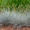 Blue Whiskers Fescue Grass -Cheap Plant & Flowers Store blue whiskers fescue grass 1