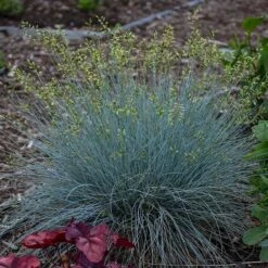 Blue Whiskers Fescue Grass 6 Blue Whiskers Fescue Grass -Cheap Plant & Flowers Store blue whiskers fescue grass 2