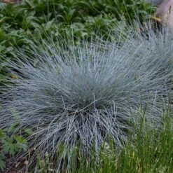 Blue Whiskers Fescue Grass 7 Blue Whiskers Fescue Grass -Cheap Plant & Flowers Store blue whiskers fescue grass 3