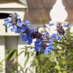 Blue Spike Salvia -Cheap Plant & Flowers Store bog sage salvia uliginosa cropped 1
