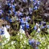 Blue Spike Salvia -Cheap Plant & Flowers Store bog sage salvia uliginosa cropped 3